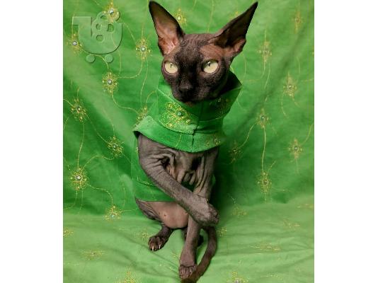 PoulaTo: γατάκια sphynx